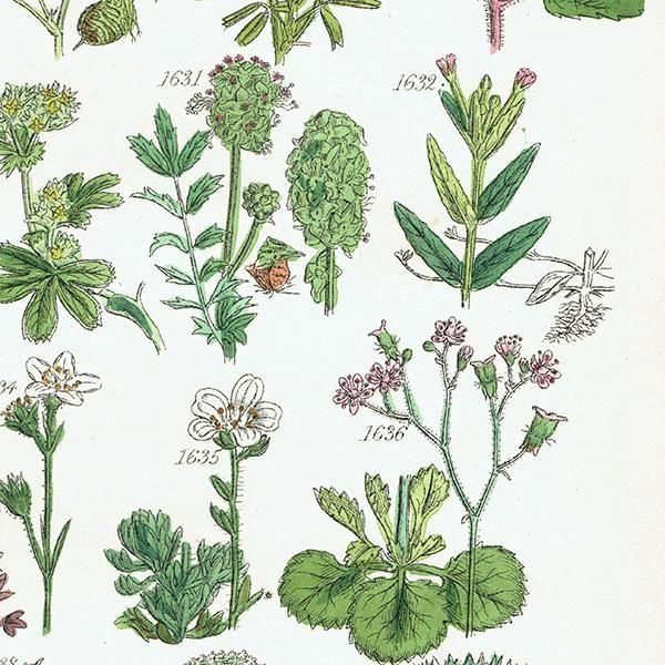ꥹ ƥ ܥ˥륢 ϥꥨ˥°С業Υ°ʤ  (British wild flowers)  1876ǯ 0713