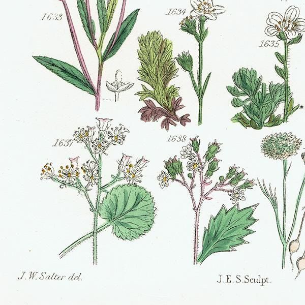 ꥹ ƥ ܥ˥륢 ϥꥨ˥°С業Υ°ʤ  (British wild flowers)  1876ǯ 0713