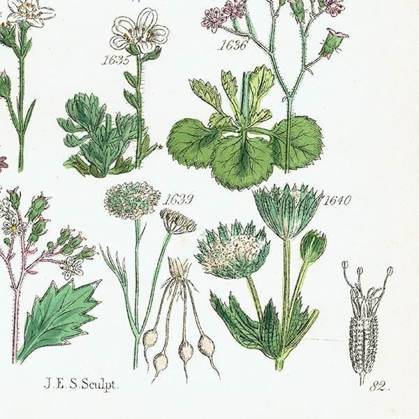 ꥹ ƥ ܥ˥륢 ϥꥨ˥°С業Υ°ʤ  (British wild flowers)  1876ǯ 0713