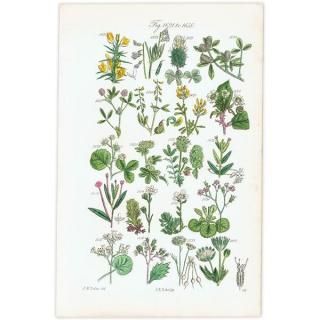 ꥹ ƥ ܥ˥륢 ϥꥨ˥°С業Υ°ʤ  (British wild flowers)  1876ǯ 0713