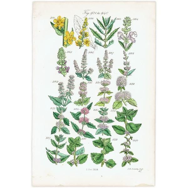 ꥹ ƥ ܥ˥륢 °ϥå°ߥȤʤ  (British wild flowers)  1876ǯ 0714