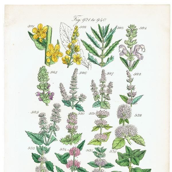 ꥹ ƥ ܥ˥륢 °ϥå°ߥȤʤ  (British wild flowers)  1876ǯ 0714