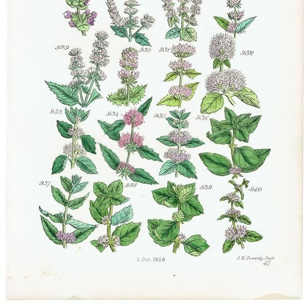 ꥹ ƥ ܥ˥륢 °ϥå°ߥȤʤ  (British wild flowers)  1876ǯ 0714