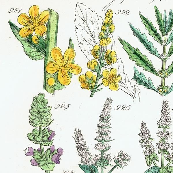 ꥹ ƥ ܥ˥륢 °ϥå°ߥȤʤ  (British wild flowers)  1876ǯ 0714