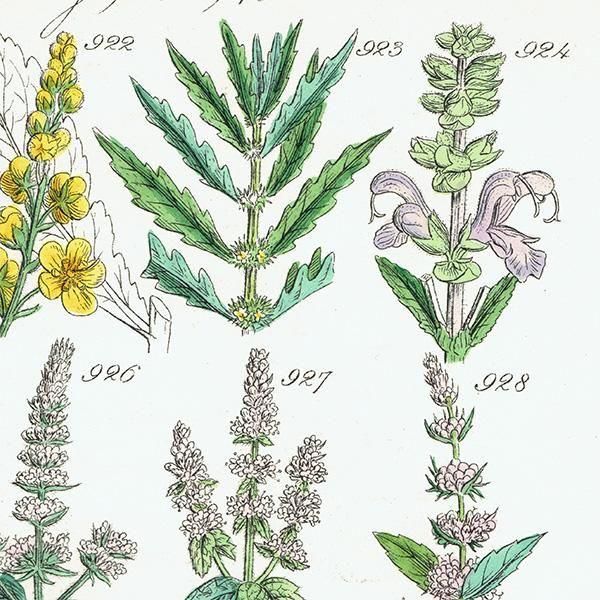 ꥹ ƥ ܥ˥륢 °ϥå°ߥȤʤ  (British wild flowers)  1876ǯ 0714