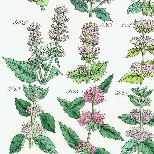 ꥹ ƥ ܥ˥륢 °ϥå°ߥȤʤ  (British wild flowers)  1876ǯ 0714