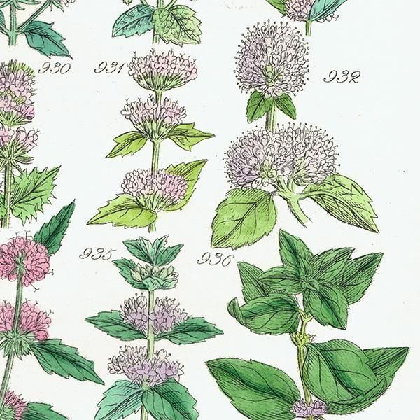 ꥹ ƥ ܥ˥륢 °ϥå°ߥȤʤ  (British wild flowers)  1876ǯ 0714