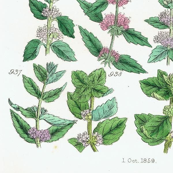 ꥹ ƥ ܥ˥륢 °ϥå°ߥȤʤ  (British wild flowers)  1876ǯ 0714