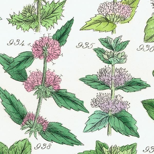 ꥹ ƥ ܥ˥륢 °ϥå°ߥȤʤ  (British wild flowers)  1876ǯ 0714