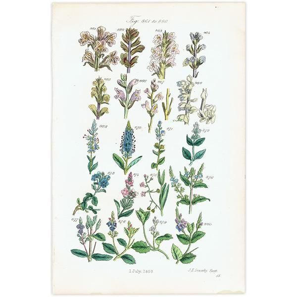 ꥹ ƥ ܥ˥륢 ϥޥĥ°塞°ʤ  (British wild flowers)  1876ǯ 0715