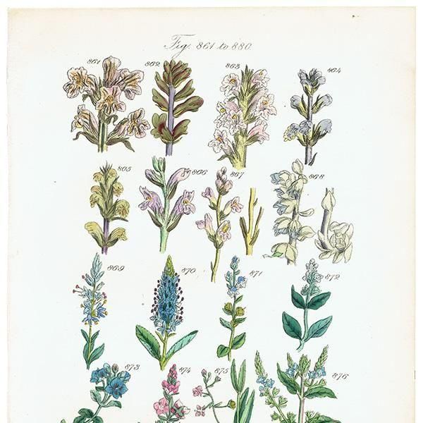 ꥹ ƥ ܥ˥륢 ϥޥĥ°塞°ʤ  (British wild flowers)  1876ǯ 0715