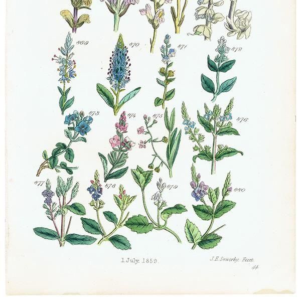 ꥹ ƥ ܥ˥륢 ϥޥĥ°塞°ʤ  (British wild flowers)  1876ǯ 0715