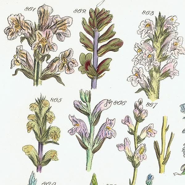 ꥹ ƥ ܥ˥륢 ϥޥĥ°塞°ʤ  (British wild flowers)  1876ǯ 0715