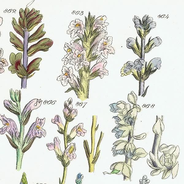 ꥹ ƥ ܥ˥륢 ϥޥĥ°塞°ʤ  (British wild flowers)  1876ǯ 0715
