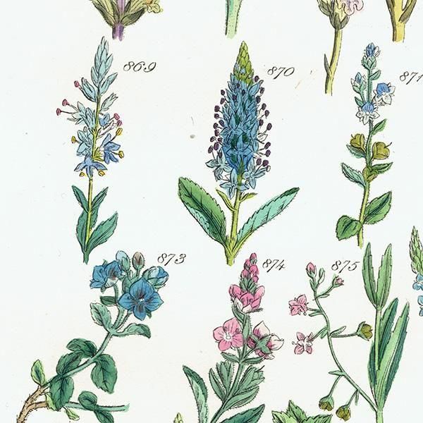 ꥹ ƥ ܥ˥륢 ϥޥĥ°塞°ʤ  (British wild flowers)  1876ǯ 0715