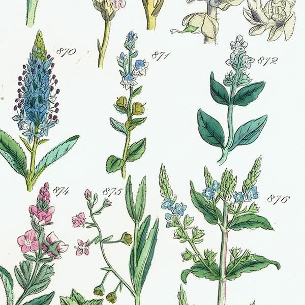 ꥹ ƥ ܥ˥륢 ϥޥĥ°塞°ʤ  (British wild flowers)  1876ǯ 0715