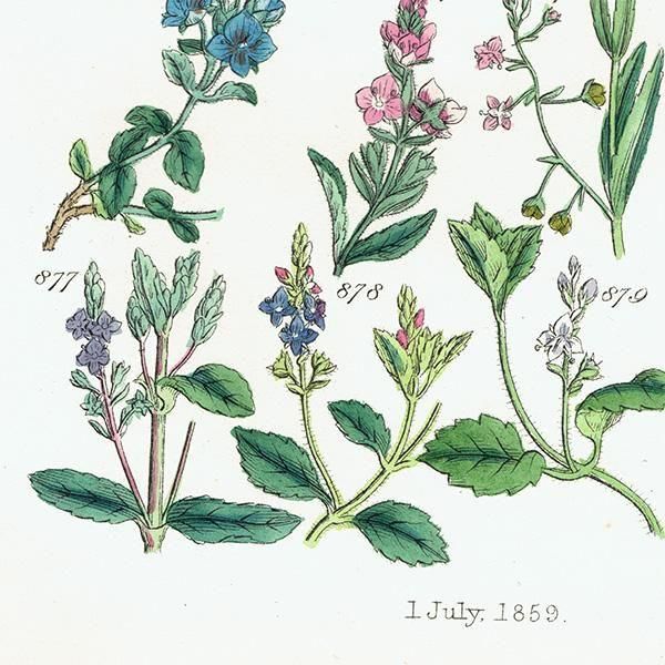 ꥹ ƥ ܥ˥륢 ϥޥĥ°塞°ʤ  (British wild flowers)  1876ǯ 0715