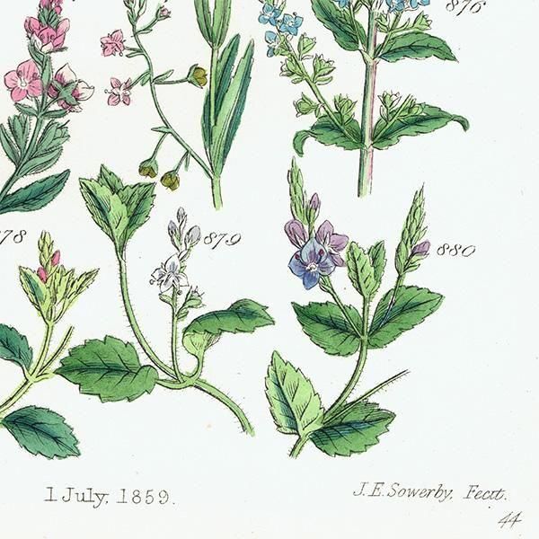 ꥹ ƥ ܥ˥륢 ϥޥĥ°塞°ʤ  (British wild flowers)  1876ǯ 0715