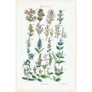 Amazon.co.jp: ドイツの古い植物図鑑(GARTENBLUMEN 2