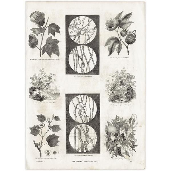 イギリス アンティーク 綿花 Cotton 鋼版画 1844年 1006