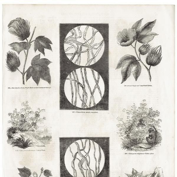 ꥹ ƥ ʲ Cotton ǲ 1844ǯ 1006