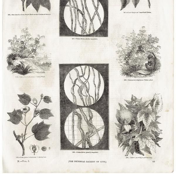 値下げ てぃんくる版画 Rosy Coffin ki-DI.003 Coffin sandals。＜Mサイズ＞ | 危機裸裸商店WEBSHOP