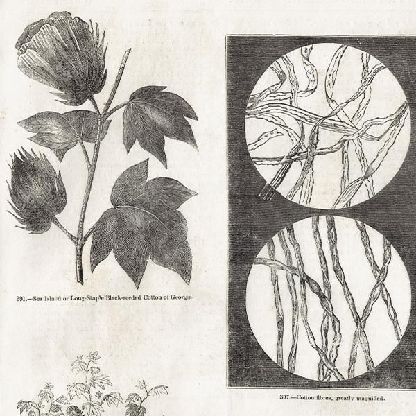 イギリス アンティーク 綿花 Cotton 鋼版画 1844年 1006