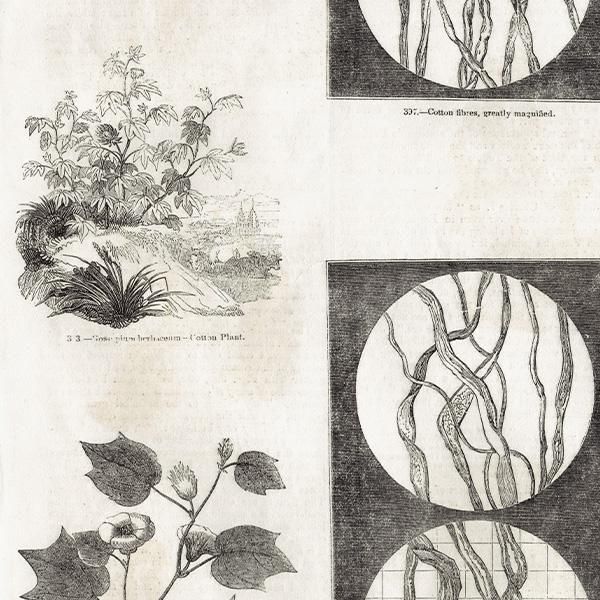 ꥹ ƥ ʲ Cotton ǲ 1844ǯ 1006