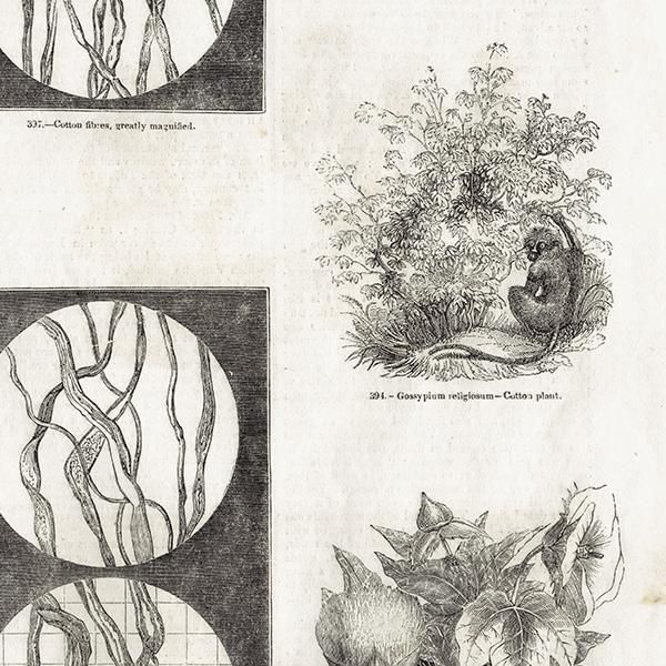 イギリス アンティーク 綿花 Cotton 鋼版画 1844年 1006