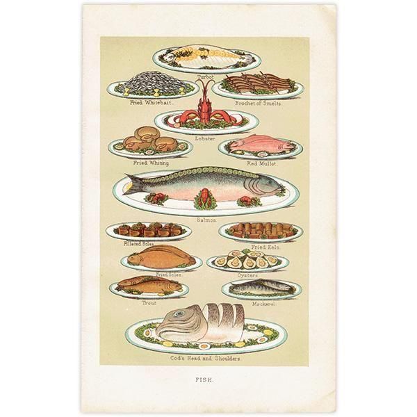 ߥӡȥβܤ FISH  1898ǯ ꥹƥץ 0186