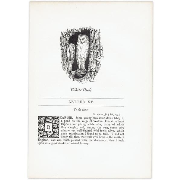 White Owls եΥ饹  1900ǯ ꥹƥ | 1005