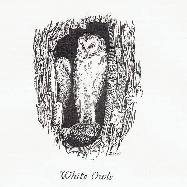 White Owls եΥ饹  1900ǯ ꥹƥ | 1005