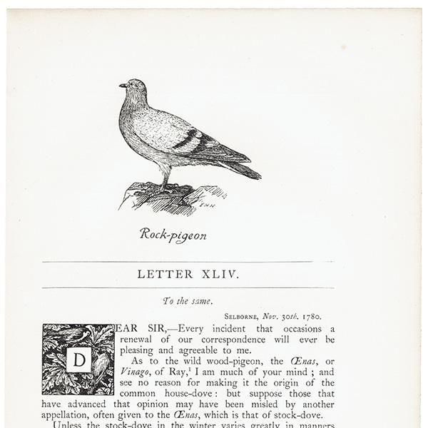Rock pigeon ХȤΥ饹  1900ǯ ꥹƥ | 1006