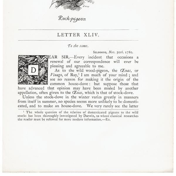 Rock pigeon ХȤΥ饹  1900ǯ ꥹƥ | 1006
