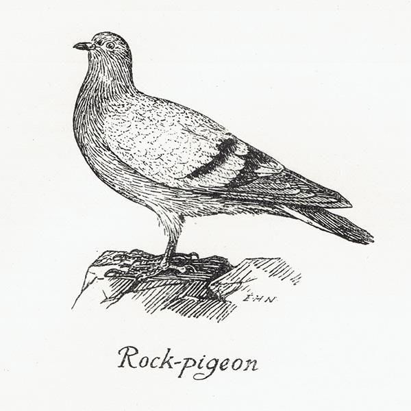 Rock pigeon カワラバトのイラスト 1900年 イギリスアンティーク Rock pigeon カワラバトのイラスト 1900年 イギリスアンティーク