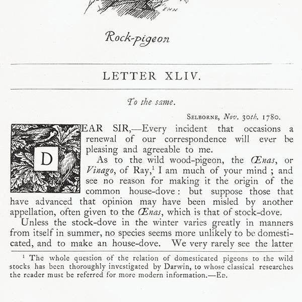 Rock pigeon ХȤΥ饹  1900ǯ ꥹƥ | 1006