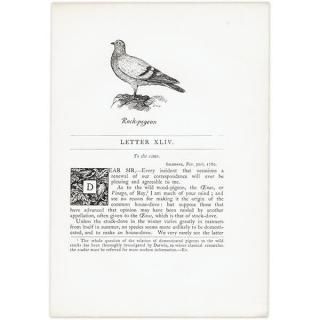 鳥（Birds） - インテリアにプラスしたくなる アンティーク と