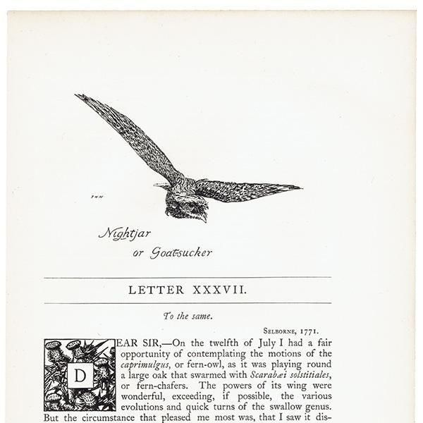 Nightjar or Goat sucker Υ饹  1900ǯ ꥹƥ | 1007