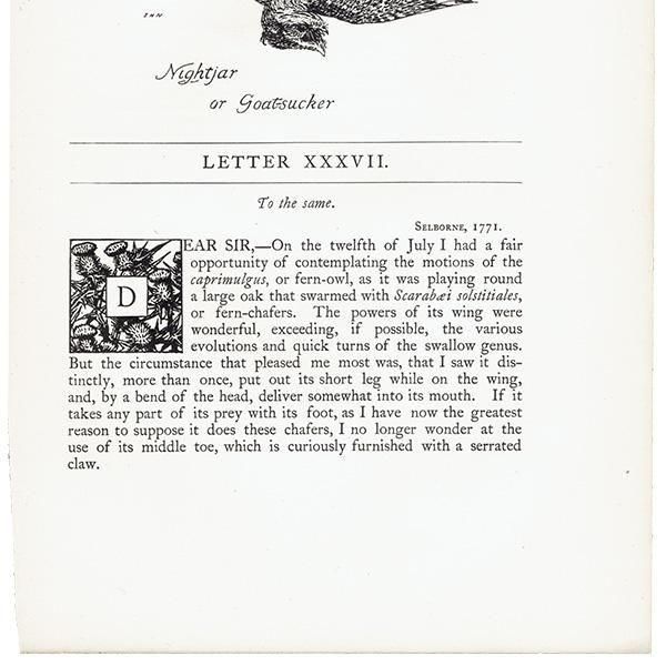 Nightjar or Goat sucker Υ饹  1900ǯ ꥹƥ | 1007