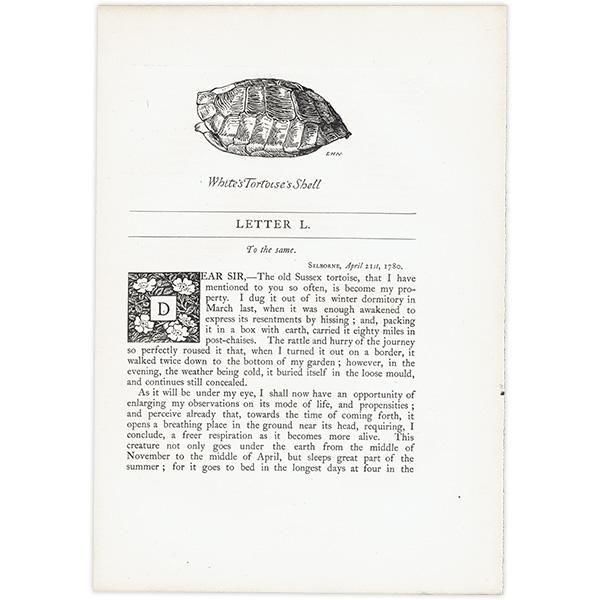 White's Tortoise's Shell 亀の甲羅のイラスト 1900年 イギリス