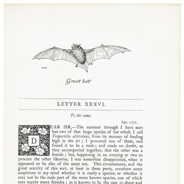Great bat Υ饹  1900ǯ ꥹƥ | 1009