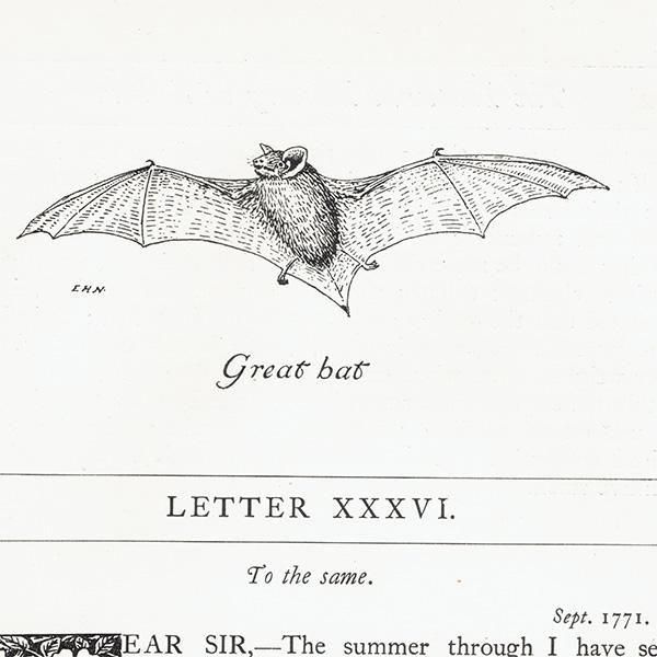 Great bat Υ饹  1900ǯ ꥹƥ | 1009