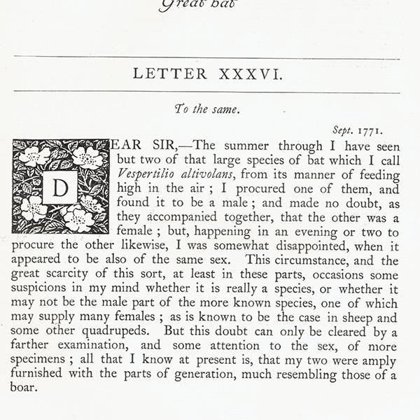 Great bat Υ饹  1900ǯ ꥹƥ | 1009