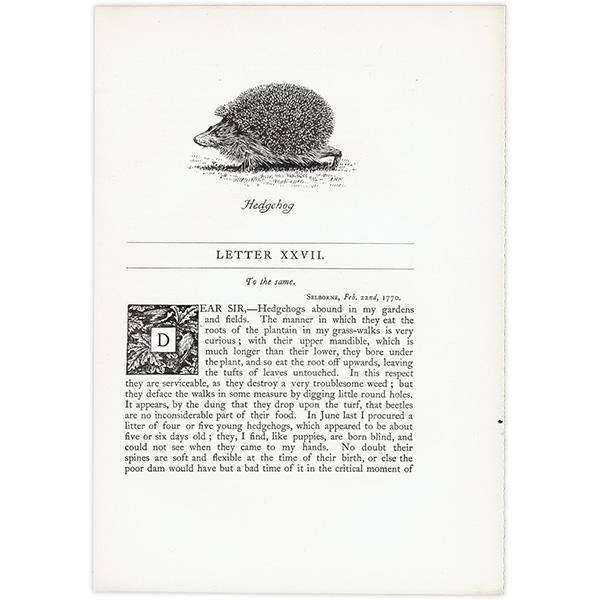 Hedgehog ϥͥߤΥ饹  1900ǯ ꥹƥ | 1010