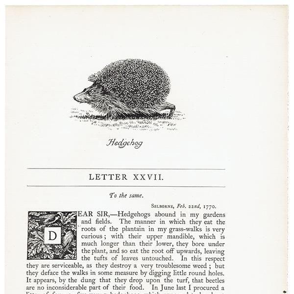 Hedgehog ϥͥߤΥ饹  1900ǯ ꥹƥ | 1010