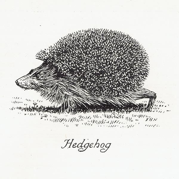 Hedgehog ϥͥߤΥ饹  1900ǯ ꥹƥ | 1010