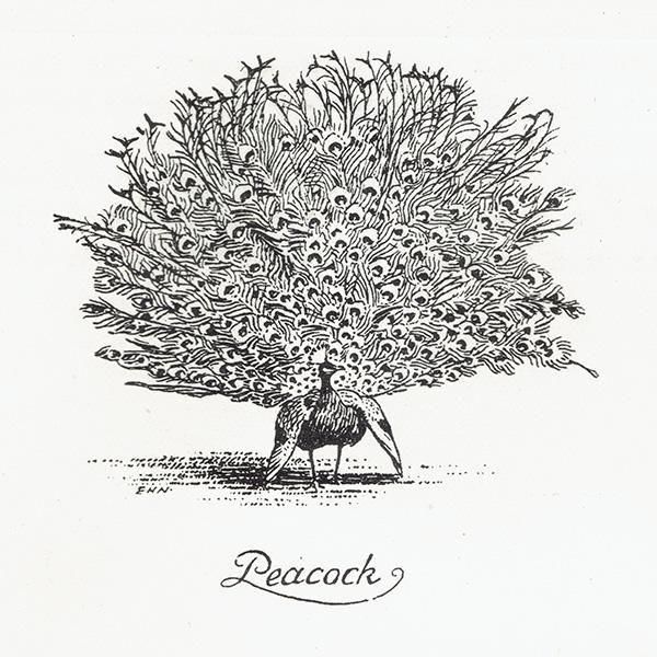 Peacock 㥯Υ饹  1900ǯ ꥹƥ | 1011