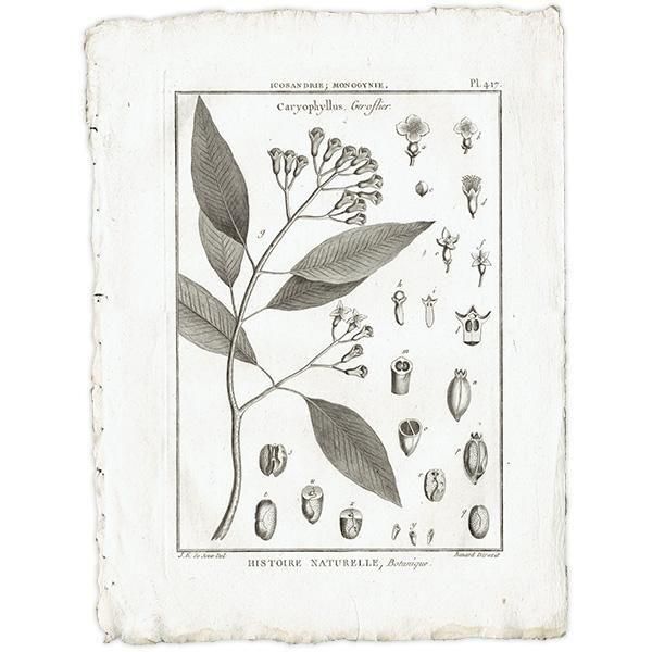 モノクロ画多数]チェコの古い植物図鑑(1932年)/ボタニカルアート