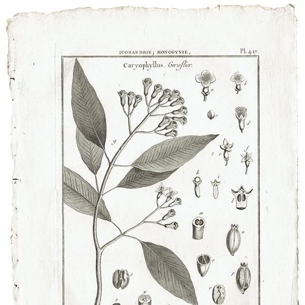 Υ ܥ˥륢 Caryophyllus ʥǥ°  ʪ 1793ǯ Pl.417 ե ޥ륯 (Lamarck) 1053<img class='new_mark_img2' src='https://img.shop-pro.jp/img/new/icons5.gif' style='border:none;display:inline;margin:0px;padding:0px;width:auto;' />