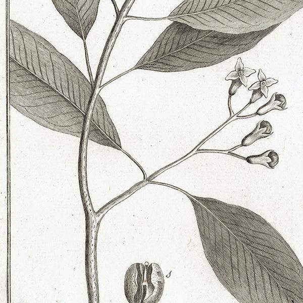 Υ ܥ˥륢 Caryophyllus ʥǥ°  ʪ 1793ǯ Pl.417 ե ޥ륯 (Lamarck) 1053<img class='new_mark_img2' src='https://img.shop-pro.jp/img/new/icons5.gif' style='border:none;display:inline;margin:0px;padding:0px;width:auto;' />